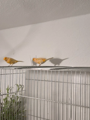 Kanarienvogel Zwei Hähne 2025