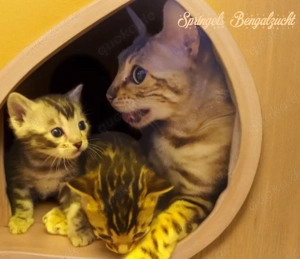 Premium Bengalkitten mit Stammbaum