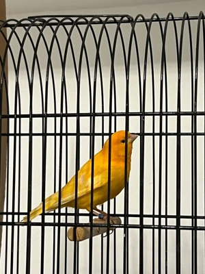 kanarienvogel 