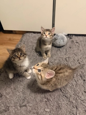 Wunderschönes und verspieltes Kätzchen