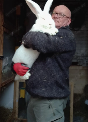 Reinrassige Deutsche Riesen 