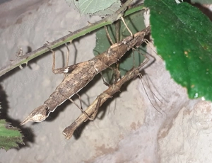 Eier von Sungaya inexpectata