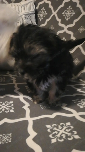 1 süßer kleine yorkymixweloe