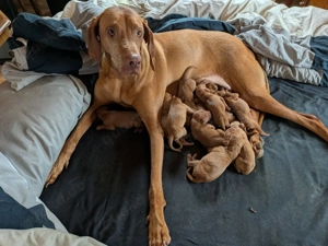 Magyar Viszla Welpen