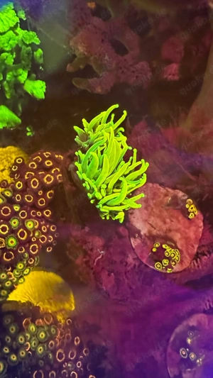 Euphyllia Sun of God