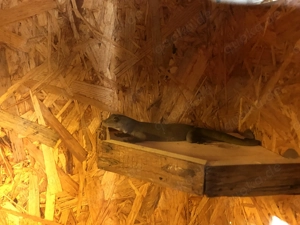 Goldgecko Männchen  Bild 2