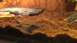 Goldgecko Männchen  Bild 4