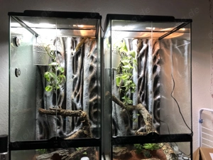 Goldgecko Männchen  Bild 5