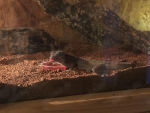 Goldgecko Männchen  Bild 3
