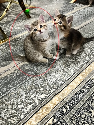 Mädchen und Junge Kätzchen