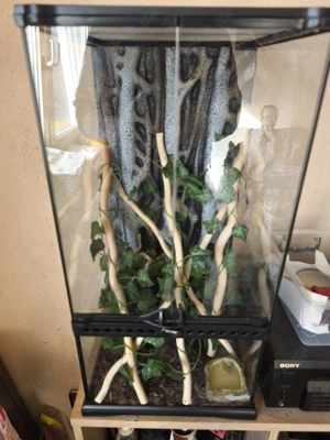 Kornnattern Jungtiere mit ExoTerra Terrarium 