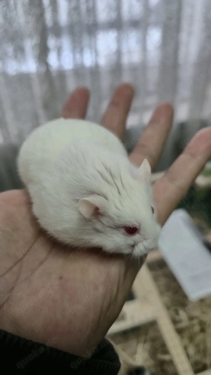 Campbell Zwerghamster Männchen 