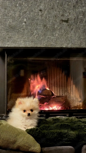 Zwergspitz Pomeranian Welpen