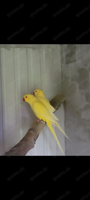 halsbandsittiche lutino 