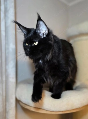 Maine Coon, diese wunderschöne Tiere sind jetzt zum Reservierung frei Bild 9