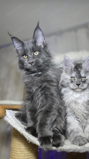 Maine Coon, diese wunderschöne Tiere sind jetzt zum Reservierung frei