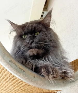 Maine Coon, diese wunderschöne Tiere sind jetzt zum Reservierung frei Bild 7