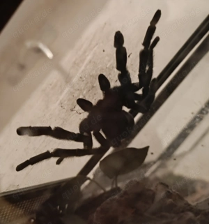 Vogelspinnen Ybyrapora sooretama diversipes