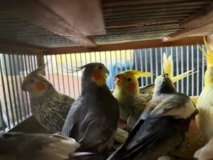 Nymphensittiche verschiedene Farben 