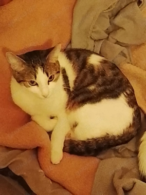 Ich muss mich schweren Herzens mich von meiner Katze Lucy trennen 