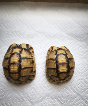 Testudo kleinmanni