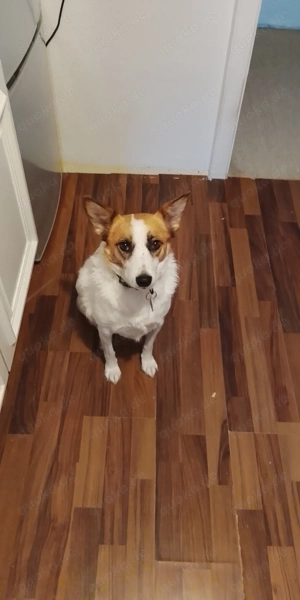 Ich muss leider mich von meiner Hündin Molly trennen 