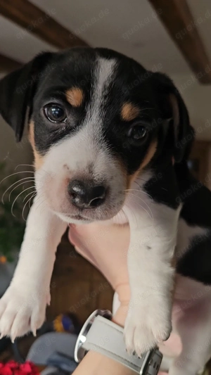 Süßer Jack Russell Terrier Junge sucht neues Zuhause