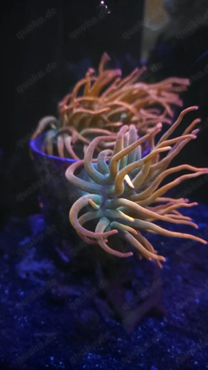 Sunburst Anemone Meerwasser 