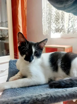 Thea Freundliches kinderliebes Katzenmädel sucht Familie zum Kuscheln Bild 2