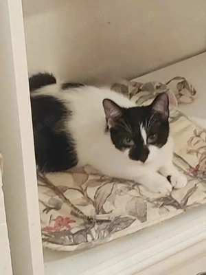 Thea Freundliches kinderliebes Katzenmädel sucht Familie zum Kuscheln Bild 4