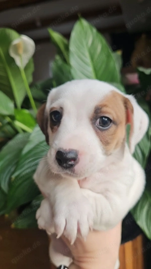 Süße Jack Russell Terrier Hündin sucht liebevolles Zuhause