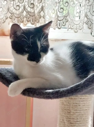Thea Freundliches kinderliebes Katzenmädel sucht Familie zum Kuscheln Bild 5