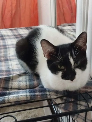 Thea Freundliches kinderliebes Katzenmädel sucht Familie zum Kuscheln Bild 6
