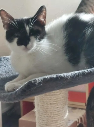 Thea Freundliches kinderliebes Katzenmädel sucht Familie zum Kuscheln Bild 3