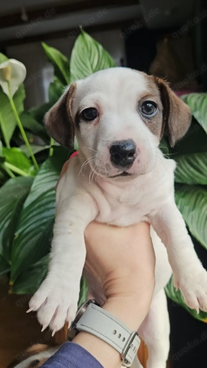 Süße Jack Russell Terrier Hündin sucht liebevolles Zuhause