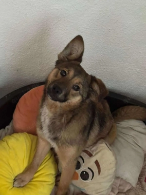 Süße Luna(1 Jahr,42 cm,12 kg) sucht liebevolle Familie 