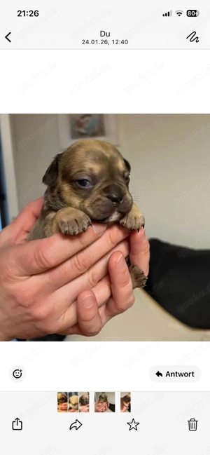 Französische Bulldoggen Welpen