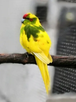 Ziegensittiche abzugeben 