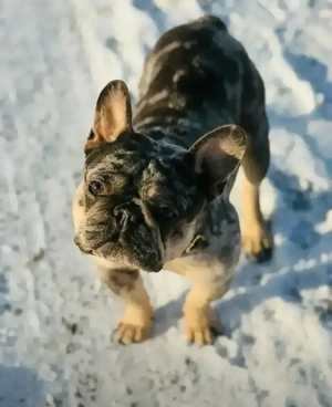 französische bulloge deckrüde