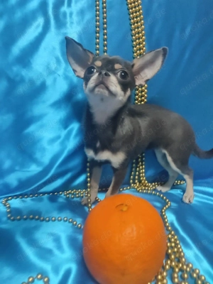 Charmante blaue Chihuahua-Hündin zu verkaufen