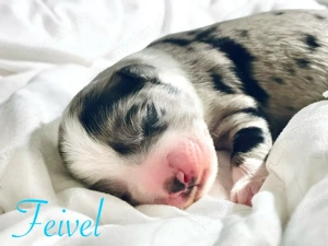 Therapiehundelinie - Welpen - Mini (Toy) Australian Sheperd Mix