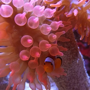 Meerwasser Kupferanemone  Bild 3