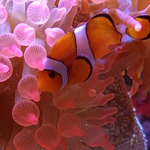 Meerwasser Kupferanemone  Bild 2