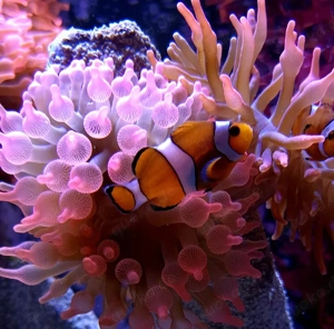 Meerwasser Kupferanemone 