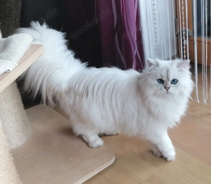 Edelkatze Britisch Langhaar, BLH BKH, Kurzhaar mit Stammbaum 