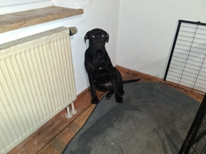 Boxer x Cane Corso Welpen 