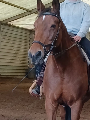 Brave reitbare Rheinländer Stute auch für Anfänger 
