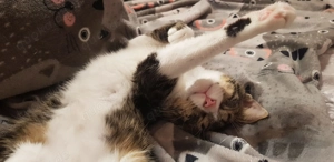 Kleine Loona   zart, tapfer und auf der Suche nach ganz viel Liebe