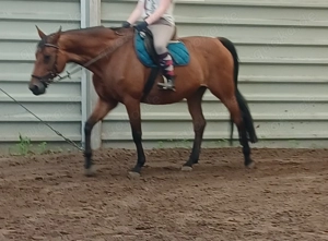 Brave reitbare Rheinländer Stute auch für Anfänger  Bild 2