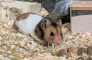 Goldhamster (+Häuschen und Laufrad)